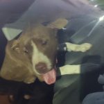 GCM resgata pitbul em Paranaguá 21