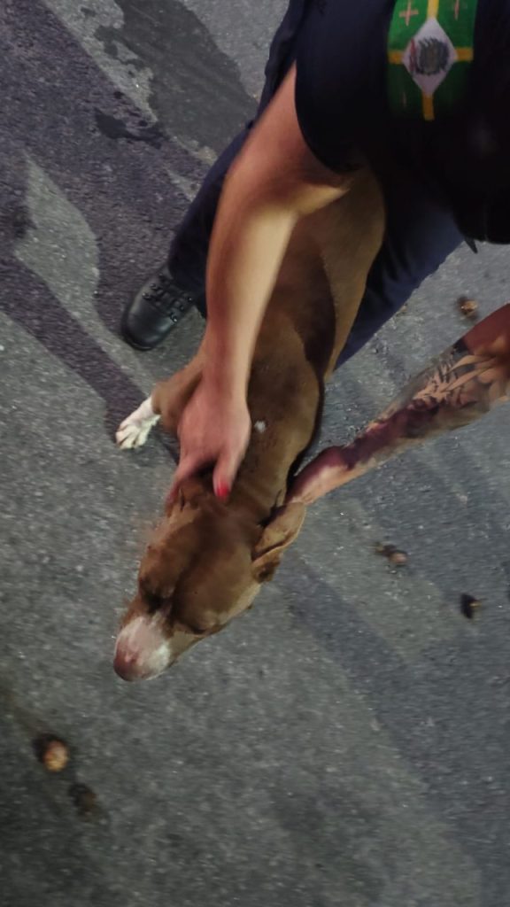 GCM resgata pitbul em Paranaguá 31