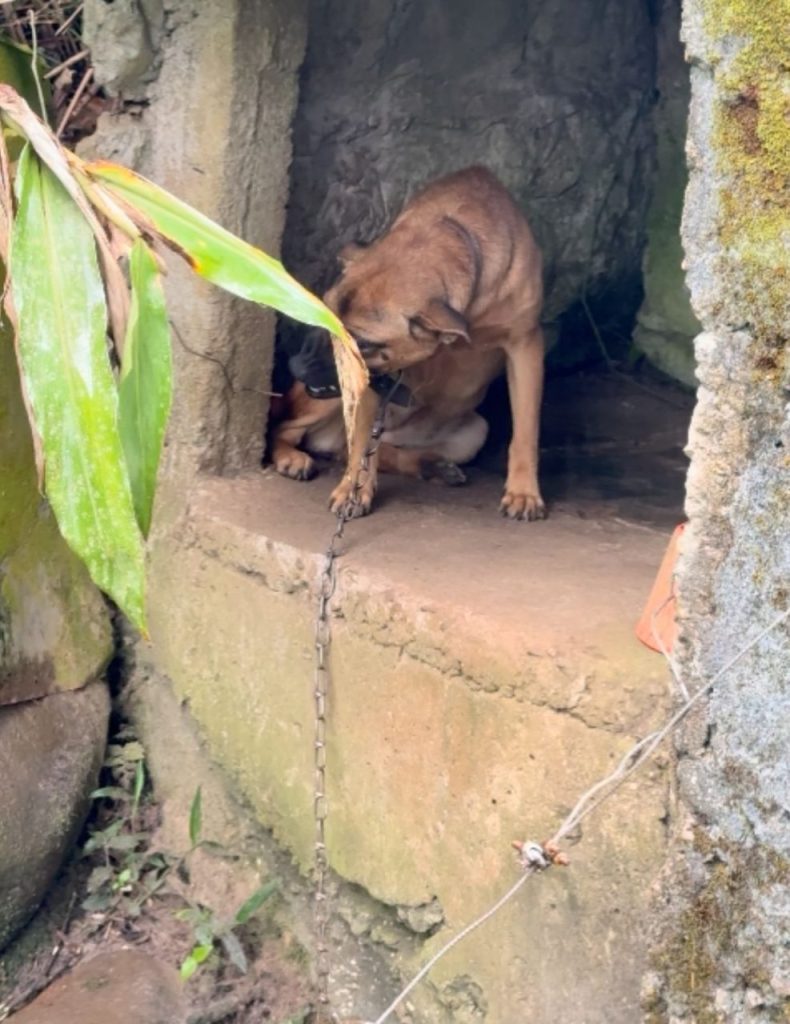 Resgate cães Antonina 1