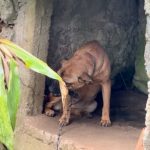Resgate cães Antonina 10