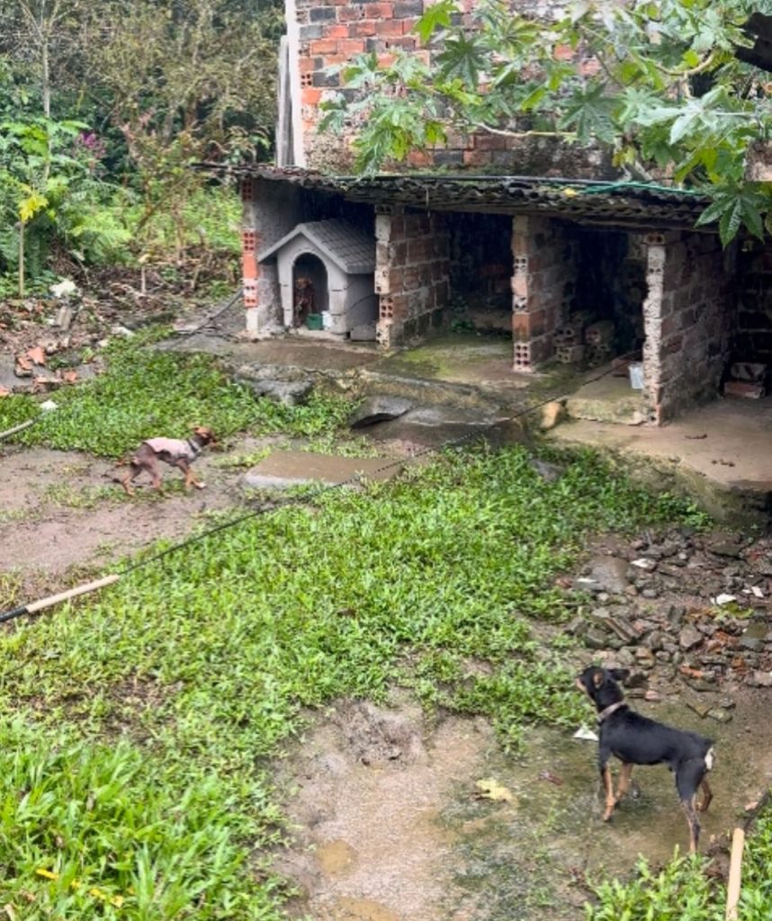Resgate cães Antonina 31