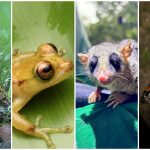 Programa de fauna da Ponte de Guaratuba já monitorou 18 mil animais, incluindo espécies raras