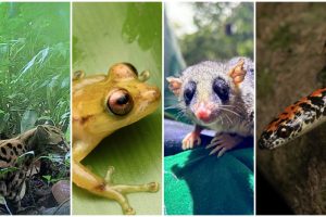 Programa de fauna da Ponte de Guaratuba já monitorou 18 mil animais, incluindo espécies raras
