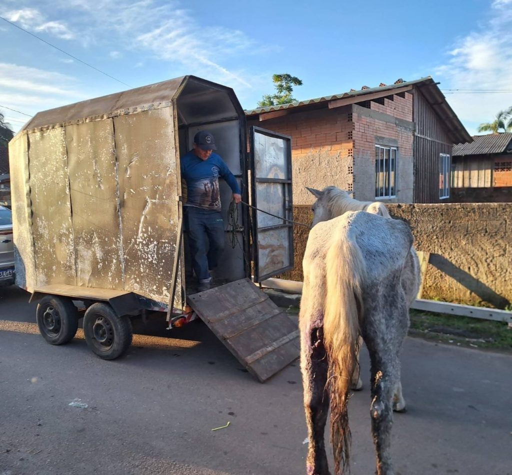 CAVALO MAUS TRATOS ANTONINA (2)
