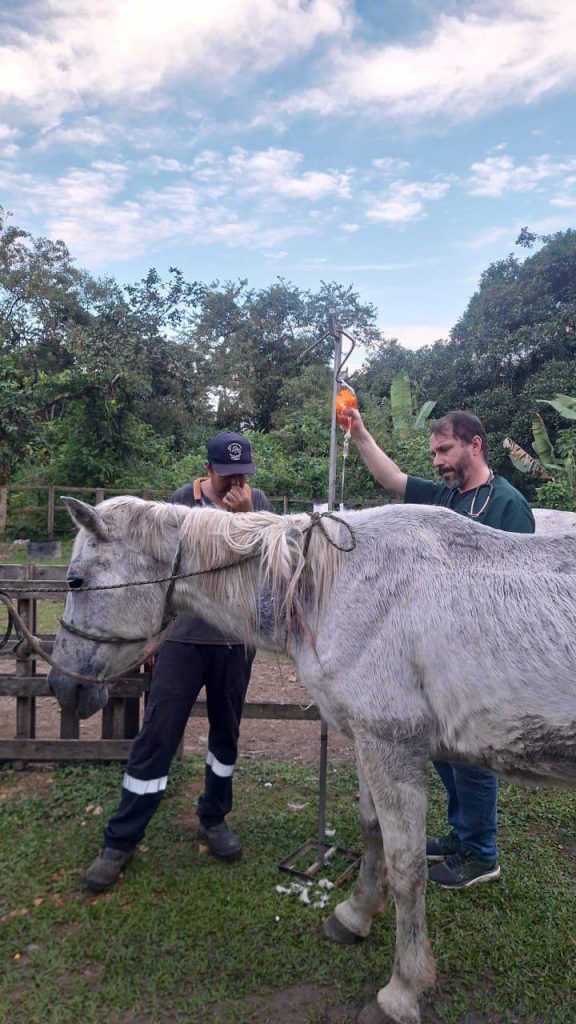 CAVALO MAUS TRATOS ANTONINA (3)