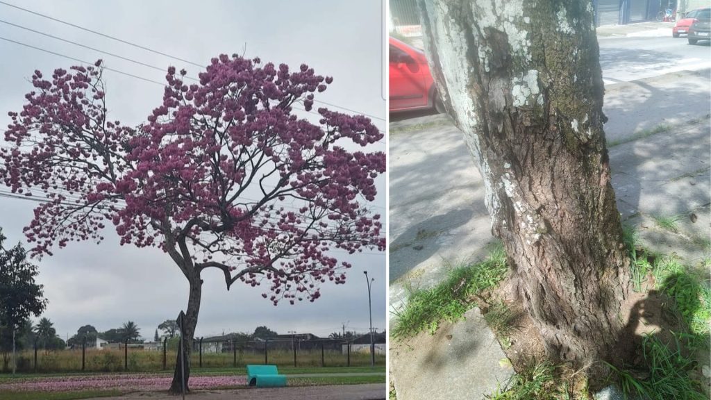 CORTE IPE ROXO AEROPARQUE PARANAGUA