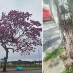 CORTE IPE ROXO AEROPARQUE PARANAGUA