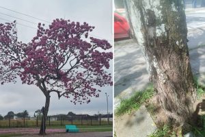 CORTE IPE ROXO AEROPARQUE PARANAGUA