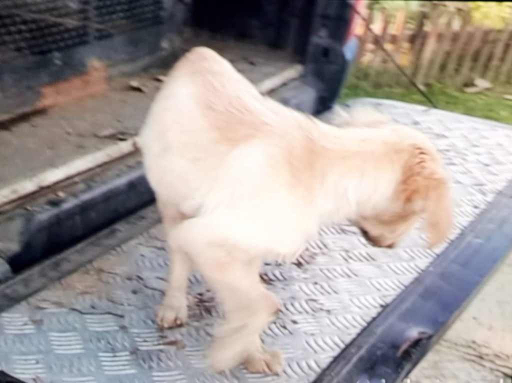 Cão resgatado pela GCM 1