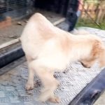 Cão resgatado pela GCM 1