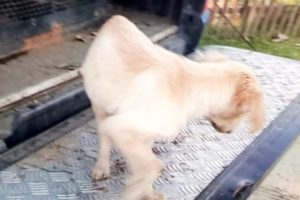 Cão resgatado pela GCM 1