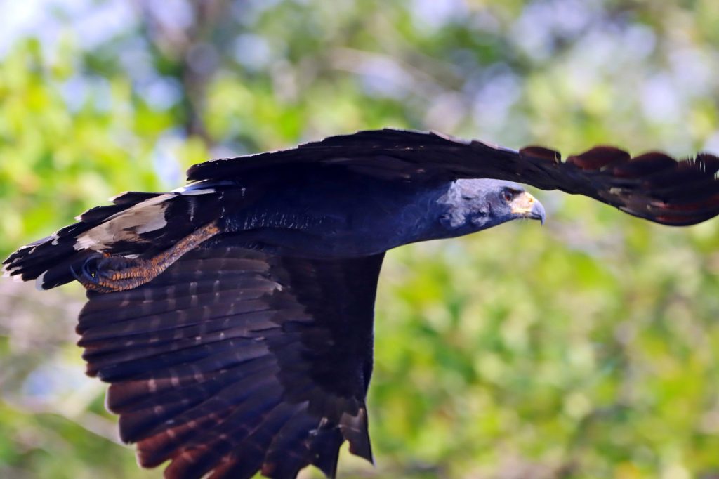 Gavião-pega-macaco – Spizaetus tyrannus – foto MRS Ambiental