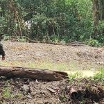 Polícia Ambiental 0081
