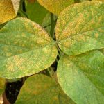 Soybean_rust