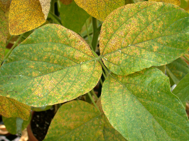 Soybean_rust