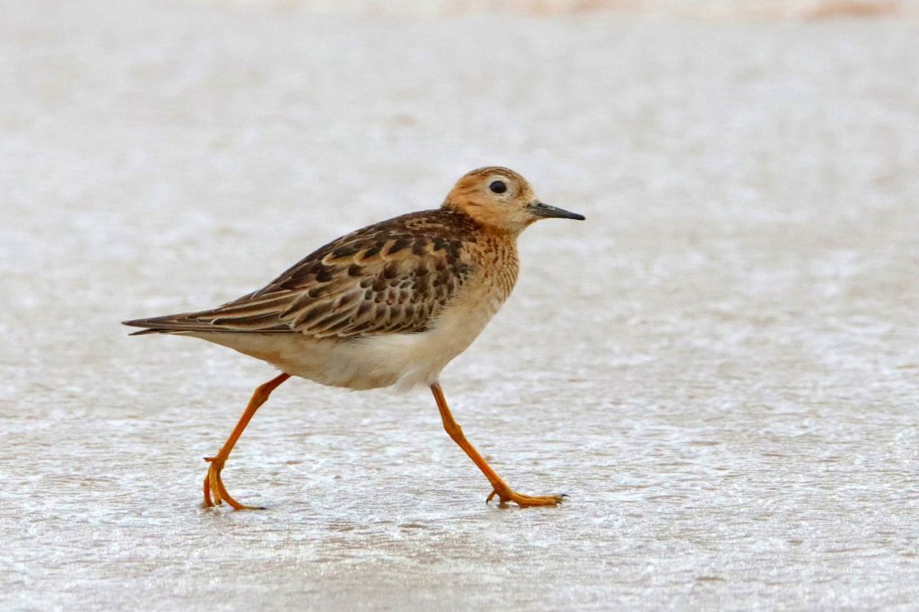 macarico-acanelado_-_calidris_subruficollis_-_foto_mrs_ambiental_-_consorcio_nova_ponte