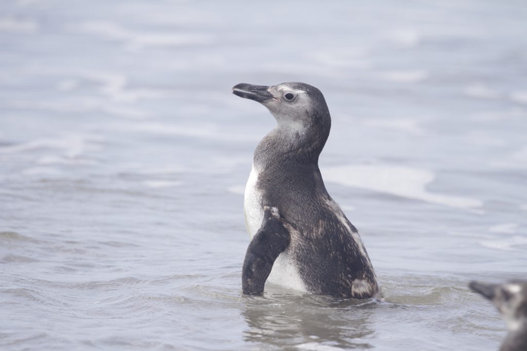 Pinguim-de-magalhães. Acervo LEC_UFPR