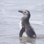 Pinguim-de-magalhães. Acervo LEC_UFPR