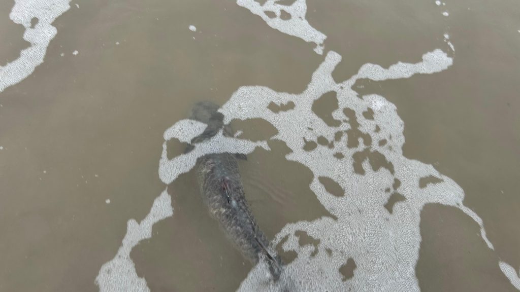 Polícia Ambiental Ação em Guaratubas 1