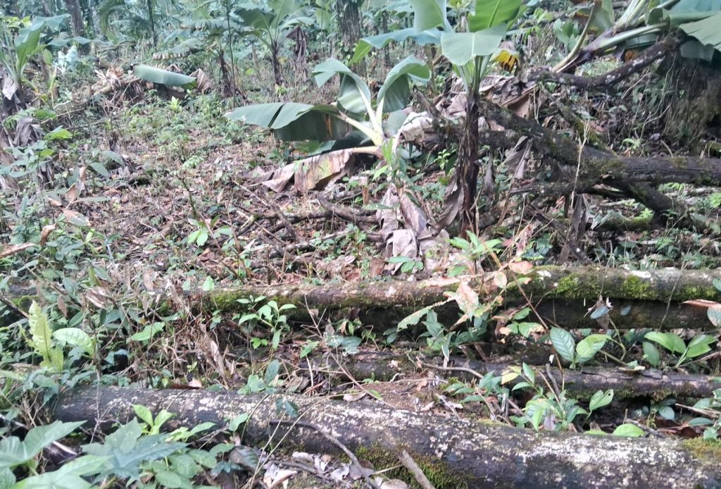 Polícia Ambiental Guaratuba 30 (2)