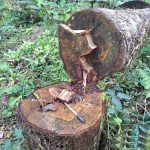 Polícia Ambiental Guaratuba 30 (3)