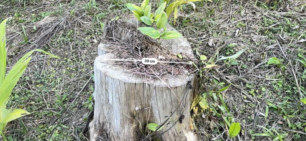 Polícia Ambiental autua proprietário de terreno em Guaraqueçaba 100