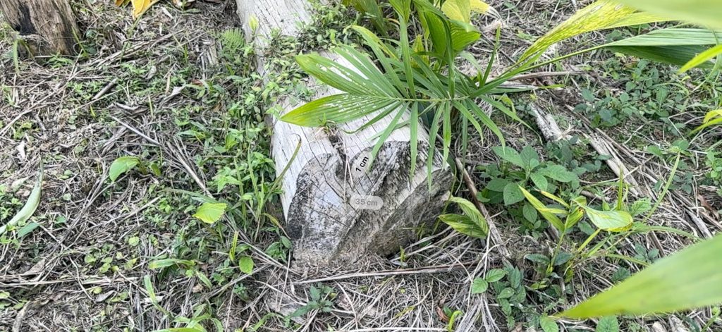 Polícia Ambiental autua proprietário de terreno em Guaraqueçaba 200