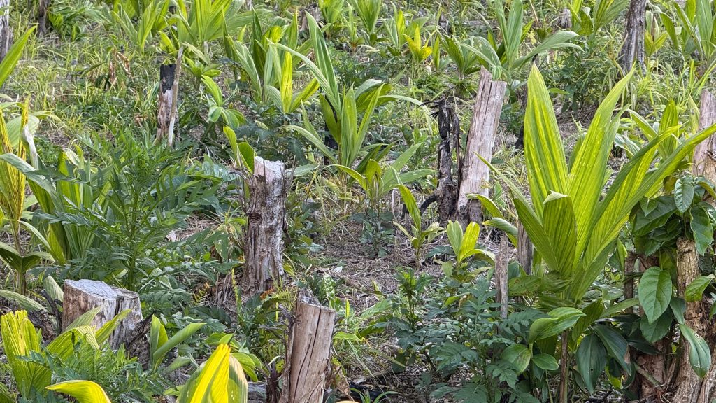 Polícia Ambiental autua proprietário de terreno em Guaraqueçaba 300