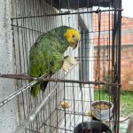Moradora de Guaratuba é autuada por manter papagaio em cativeiro
