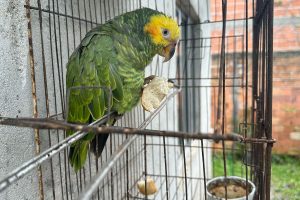 Moradora de Guaratuba é autuada por manter papagaio em cativeiro