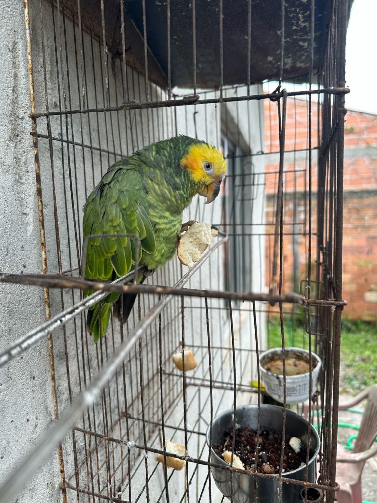 Moradora de Guaratuba é autuada por manter papagaio em cativeiro