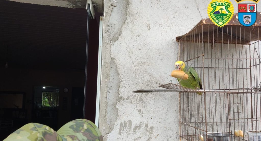 Polícia Ambiental resgata ave 199