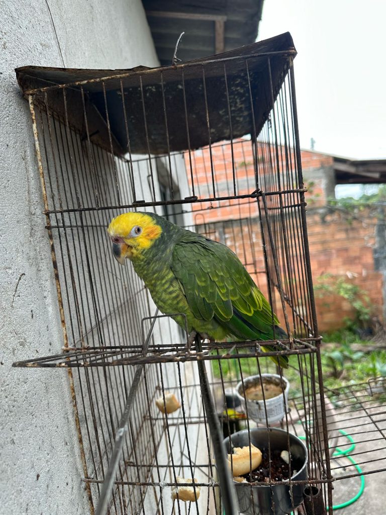 Polícia Ambiental resgata ave 33