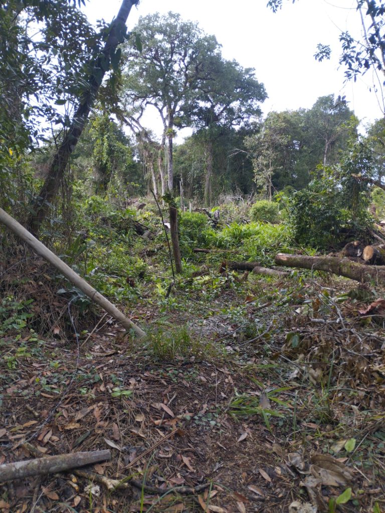 Crime ambeintal em Pontal do Paraná 1