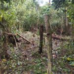 Homem é preso em flagrante por crime ambiental em Pontal