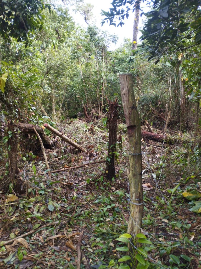 Homem é preso em flagrante por crime ambiental em Pontal