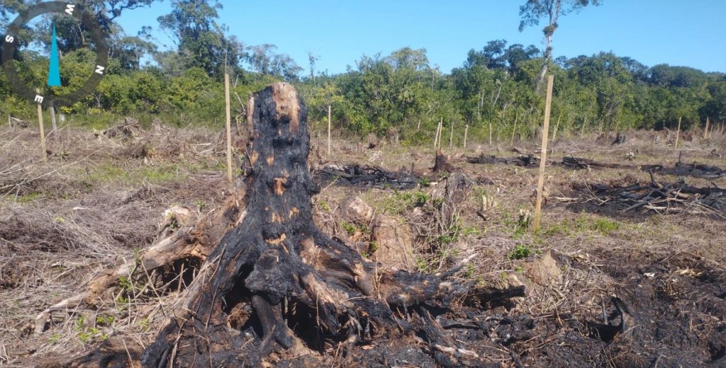 Polcia Ambiental Guaratuba – Queimada e Motossera 10