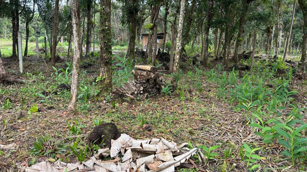 Polcia Ambiental Guaratuba – Queimada e Motossera 2