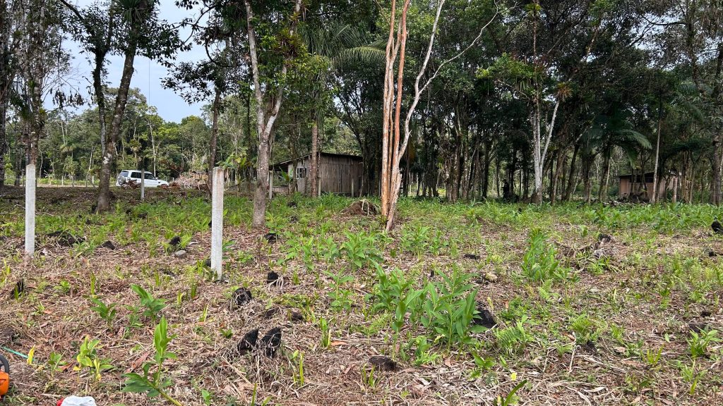 Polcia Ambiental Guaratuba – Queimada e Motossera 3