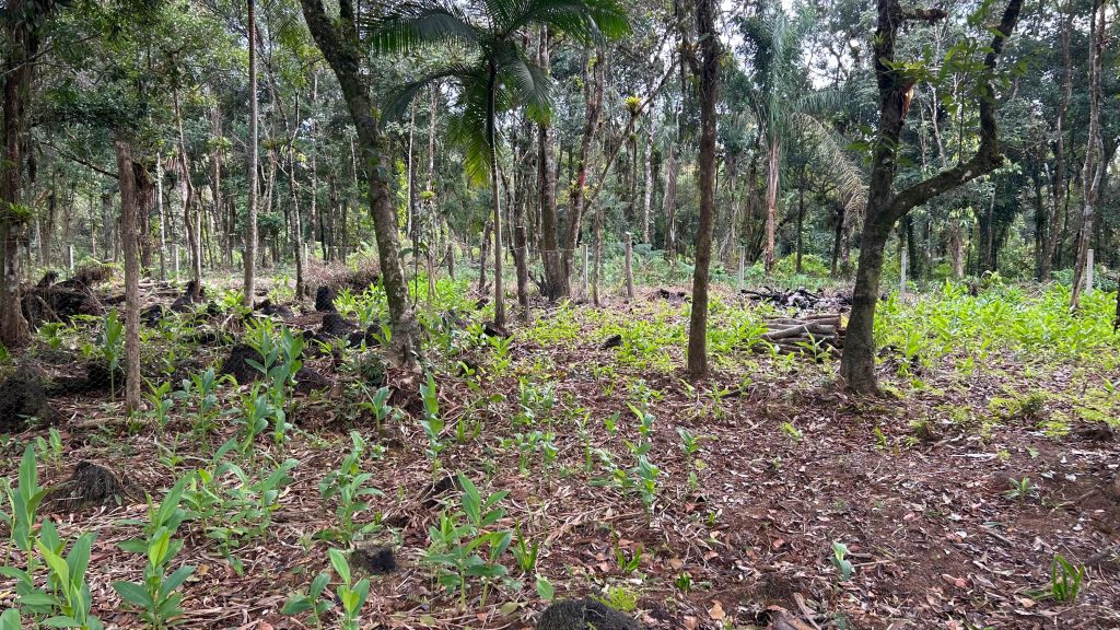 Polcia Ambiental Guaratuba – Queimada e Motossera 4