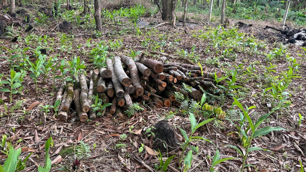 Polcia Ambiental Guaratuba – Queimada e Motossera 5