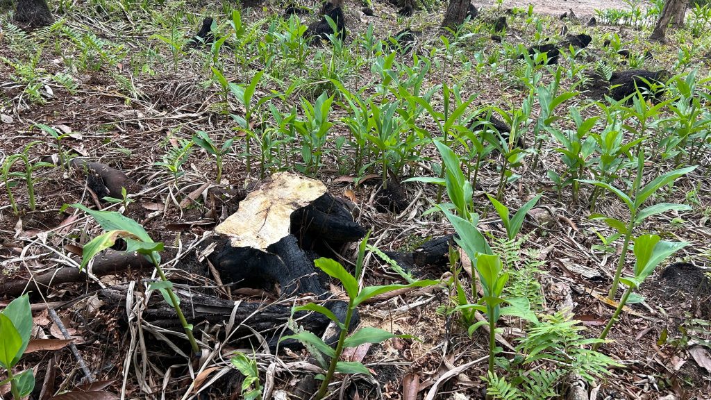 Polcia Ambiental Guaratuba – Queimada e Motossera 7