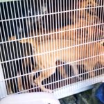 Resgate de animais em Paranaguá 600