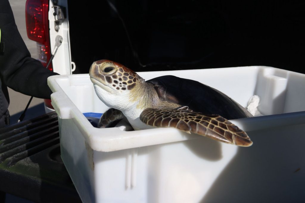 Das 314 tartarugas-verdes encalhadas em julho no litoral do Paraná, apenas 5 chegaram com vida ao centro de reabilitação da UFPR.