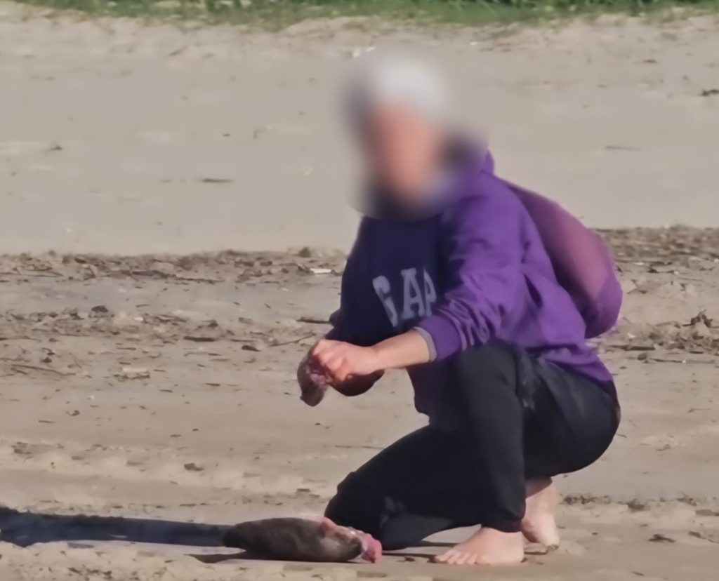 Mulher viraliza após cortar carne de tartaruga morta