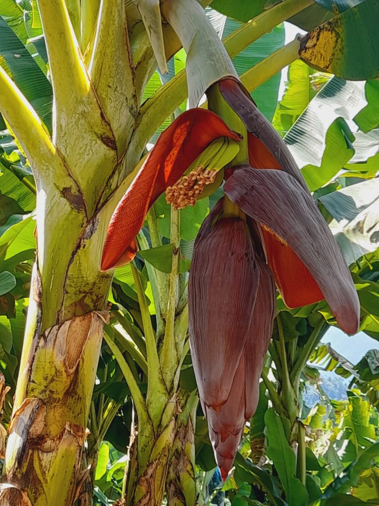 BANANA – KARLA ANTONINA (2)