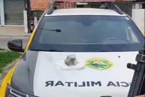 Jovem é preso com maconha que iria para a Ilha do Mel