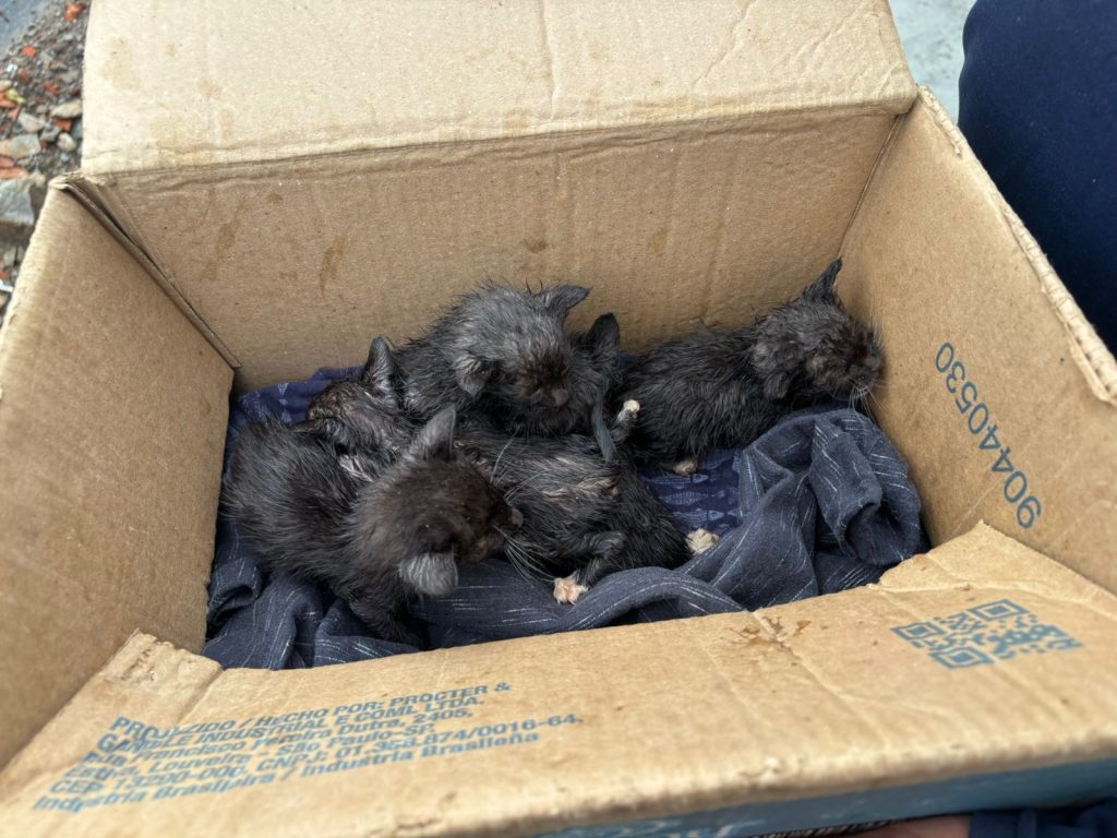 Gatos resgatados GCM