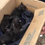 GCM auxilia no resgate de filhotes de gato encontrados em buraco