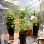 maconha matinhos